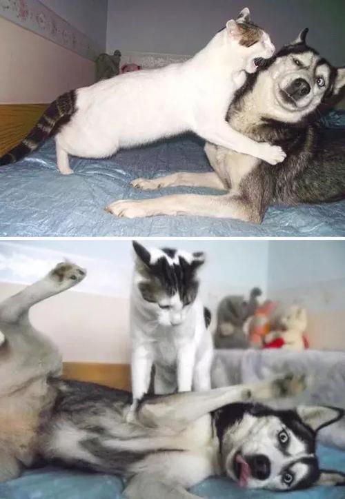 二哈:我随便挤个表情就能引爆全网!