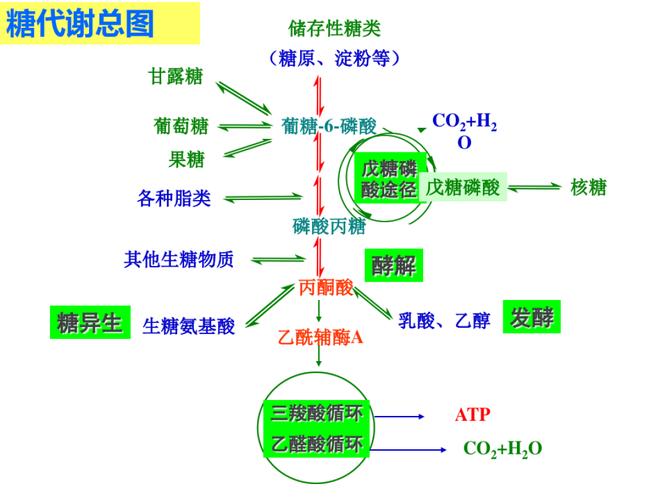 第17章 糖代谢其它途径2015