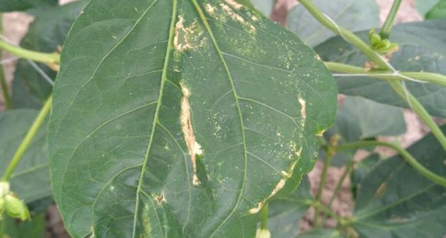 豆角叶卷曲怎么治