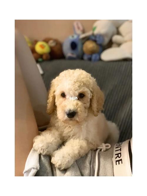 香槟色巨贵妹妹_香槟色_宠物_狗