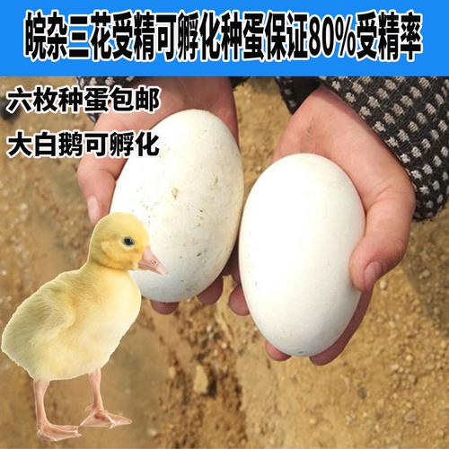 鹅蛋白鹅蛋放养当天大个受精新鲜散养农家孵化鹅蛋
