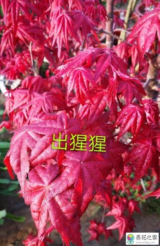 红舞姬为什么一开始红后来变绿了跟变换环境有关系吗