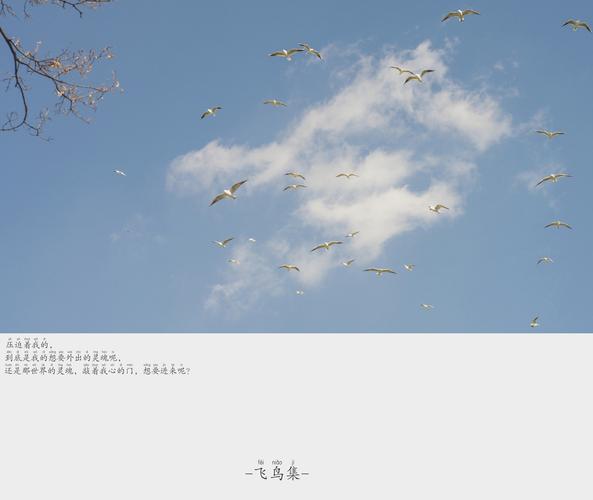 标题:--飞鸟集