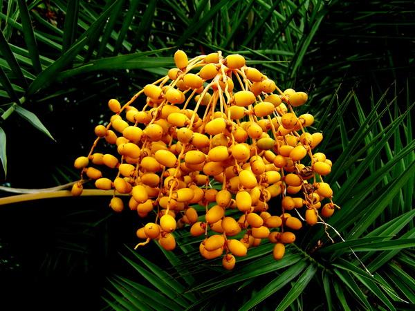  p>刺葵(学名: i>phoenix hanceana /i> naud.