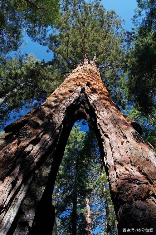 被誉为世界上最大将军树长啥样?