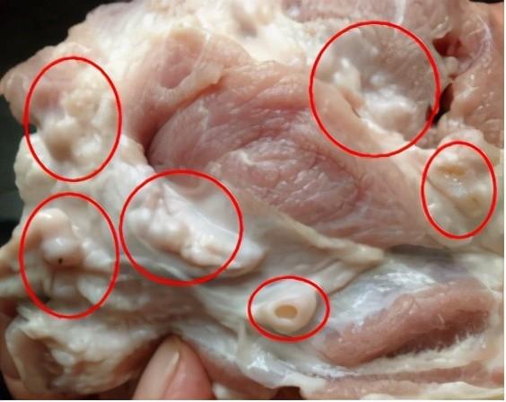 拿猪来说,它身体内有数百个淋巴结,很多是融在了脂肪组织,没法剔除的