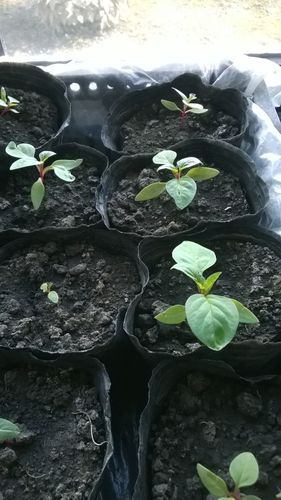 有谁知道这是什么花,我买的大岩桐种子,种出来后就是这样子的,怎么看