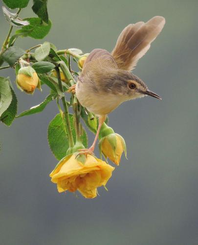 长尾缝叶莺 . 山鹪莺