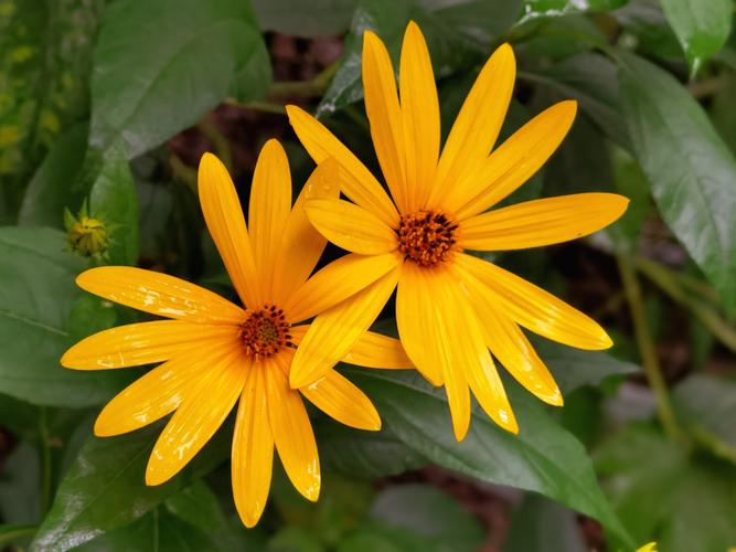 vv首发 图片/肖楠摄影 菊芋花花语:热情,奔放,阳光,积极 代表着坚强