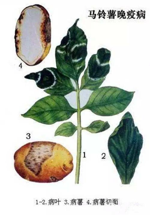 固原市马铃薯早,晚疫病发生程度预报