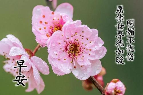 温暖心灵的早上好祝福图片 早安心语问候图片大全!