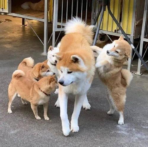 直观对比秋田犬和柴犬的体型差距doge