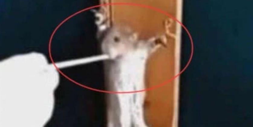 小白鼠意外吃下成人补品,会发生啥呢?查看监控才发现真相