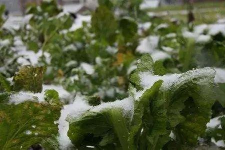 "强降雪模式"的情况下手把手教你为冬小麦,油菜,设施蔬菜等减灾!