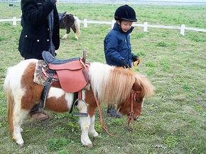 英国设特兰矮马