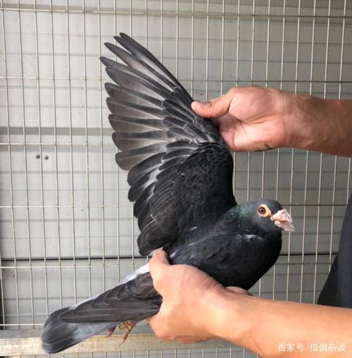 吴淞鸽有哪些特征