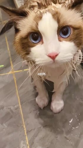 布偶猫七七子洗澡记08_布偶猫_宠物_猫