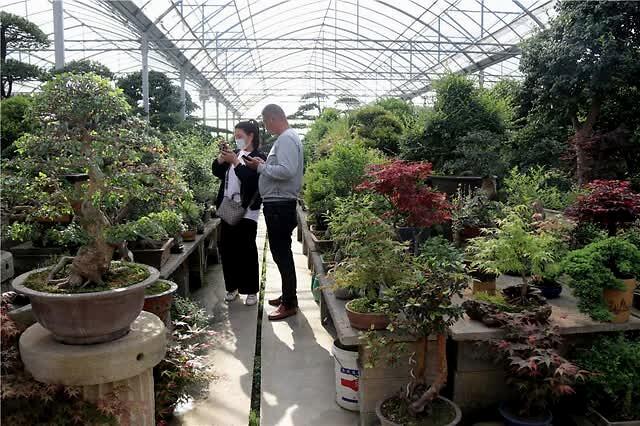 逛文玩,买盆景,赏鲜花,五一假期就到沭阳国际花木城