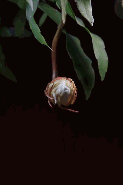 她们有着美丽的外表却都身含剧毒春天赏花离她们远一点