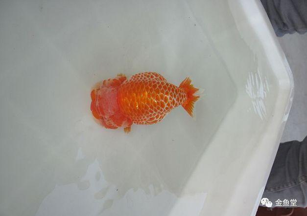 让鱼友10年来血脉喷张的极品金鱼.