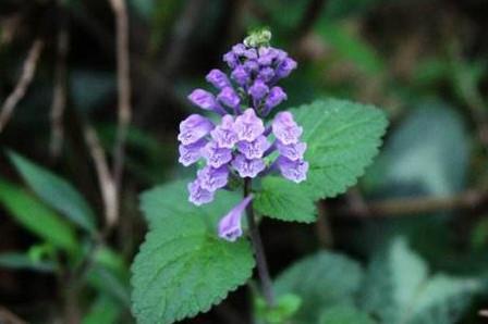 跟这四日的人合伙做生意,碰钉子少,顺顺利利能赚到钱!