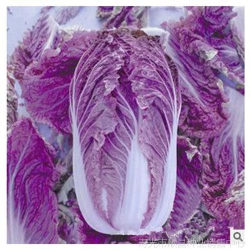 餐饮生鲜 农作物种子,种苗 蔬菜种子,种苗 【韩国紫白菜】紫宝大白菜