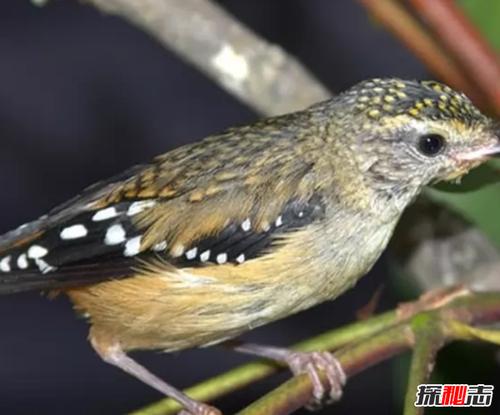 世界上体型最小的10种鸟第四最佳筑巢者第十产粉红色卵