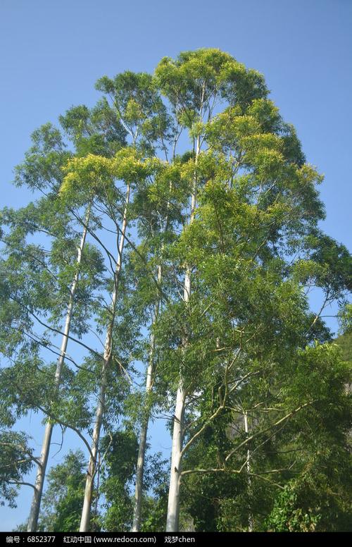 桉树树林风景图片