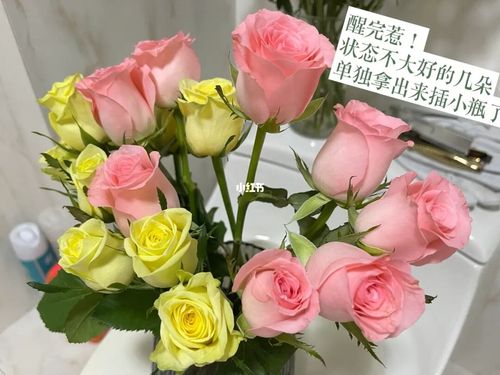 玫瑰 双子座&戴安娜_双子座_空调_养花_鲜花_醒花