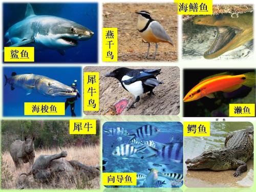 有趣的动物共生现象.ppt 17页