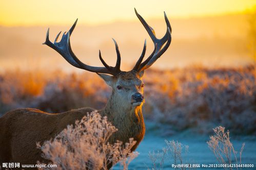 驯鹿那点事 麋鹿 驯鹿