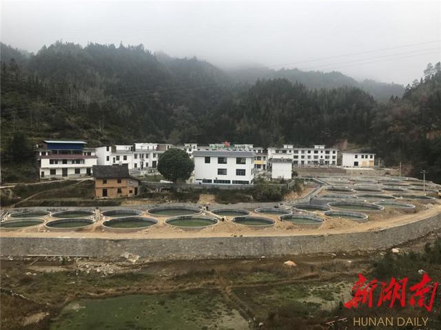 桂东青山乡:抗"疫"不忘抓产业