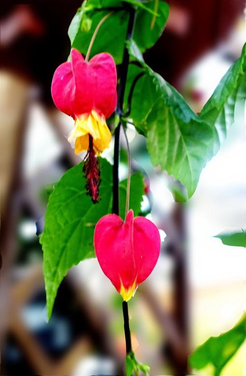 [转载]百花迎春庆三八——漫步莱太花卉市场