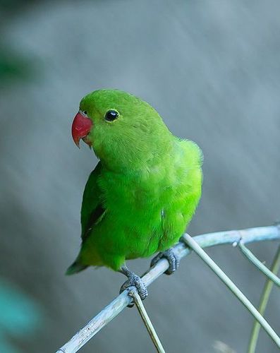 黑翅牡丹鹦鹉