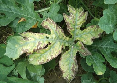 结瓜期谨防西瓜蔓枯病,郑氏化工有妙招