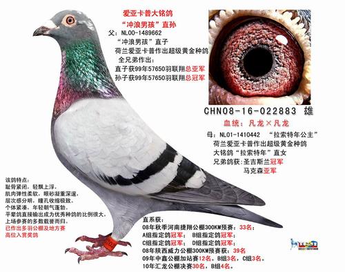 凡龙×凡龙;; 信鸽拍卖; 纯凡龙