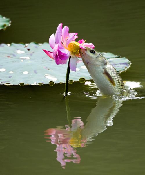 鱼花图