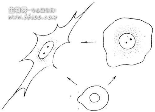 细胞怎么画简笔画