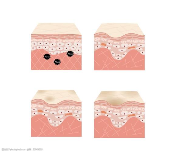 基底层的结构和作用