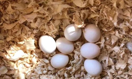 虎皮鹦鹉蛋一直不孵化,切勿强制剥壳!