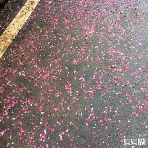 一夜雨,满地落花