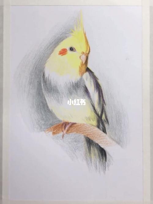 彩铅|鹦鹉_彩铅_鹦鹉_我的日常_文化_绘画