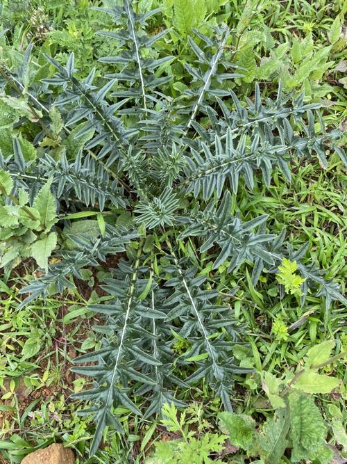 云南纯野野生大蓟根马刺根刺萝卜恶鸡婆自生自长荠菜