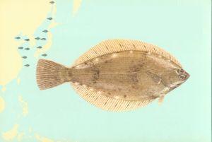 pseudopleurnectes yokohamae   [地方名] 黄盖,沙板,小嘴,田鸡鱼,扁