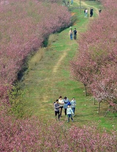 贵州平坝农场樱花园,世界最大樱花基地,面积达1.3万亩近70万株