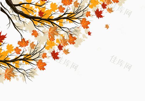 枫树枝  秋天  思念  黄色    