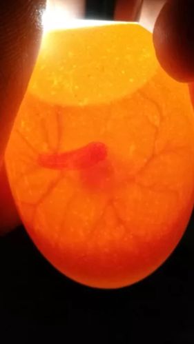 白乌骨鸡蛋孵化五(6)班项栩恺