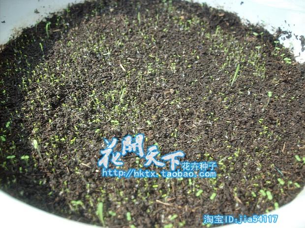 六倍利 蓝色垂吊花卉家庭阳台盆栽春播花草赛船翠蝶花