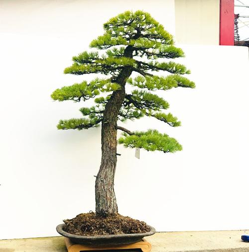 日本五针松 那须盆景树桩 五叶松盆栽 五叶松盆景 别墅庭院绿化