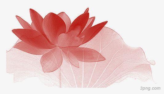 红莲手绘png素材透明免抠图片-卡通手绘